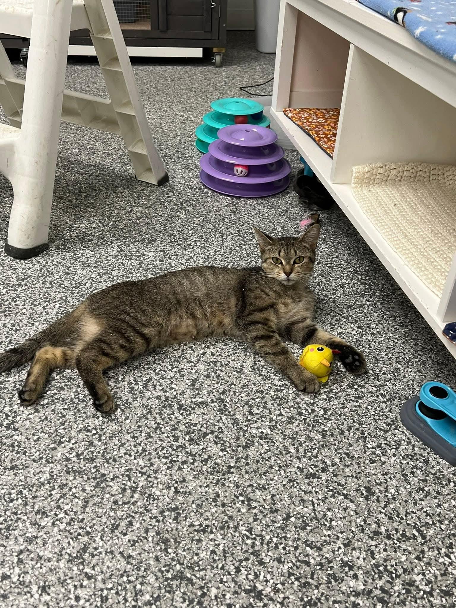 Nala