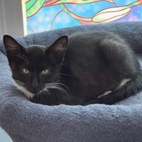 Flirty Gertie, Adoptable, Kitten Female Domestic Short Hair & Tuxedo.