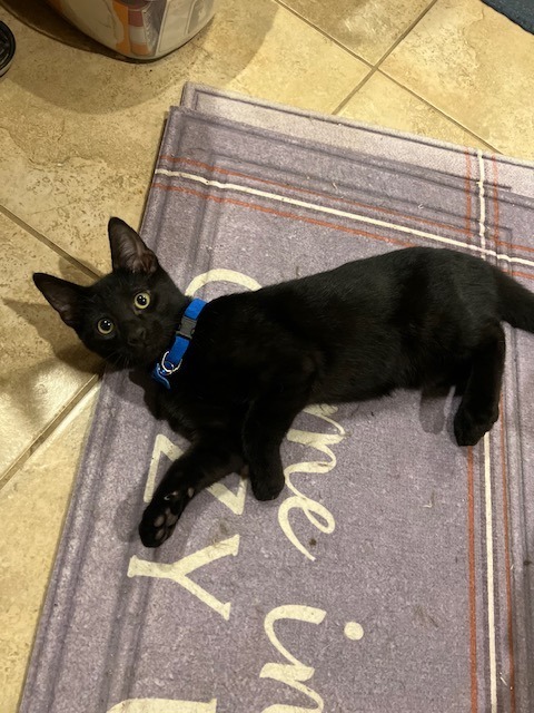 Charmed, an adoptable Domestic Short Hair in Boerne, TX, 78006 | Photo Image 4