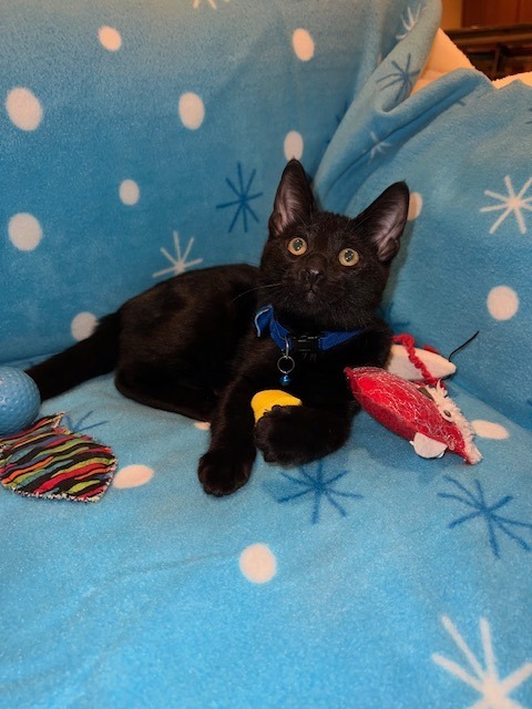 Charmed, an adoptable Domestic Short Hair in Boerne, TX, 78006 | Photo Image 1