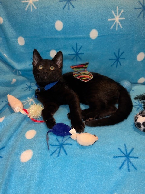 Charmed, an adoptable Domestic Short Hair in Boerne, TX, 78006 | Photo Image 2