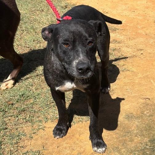 Howie, Adoptable, Adult Male Mixed Breed.