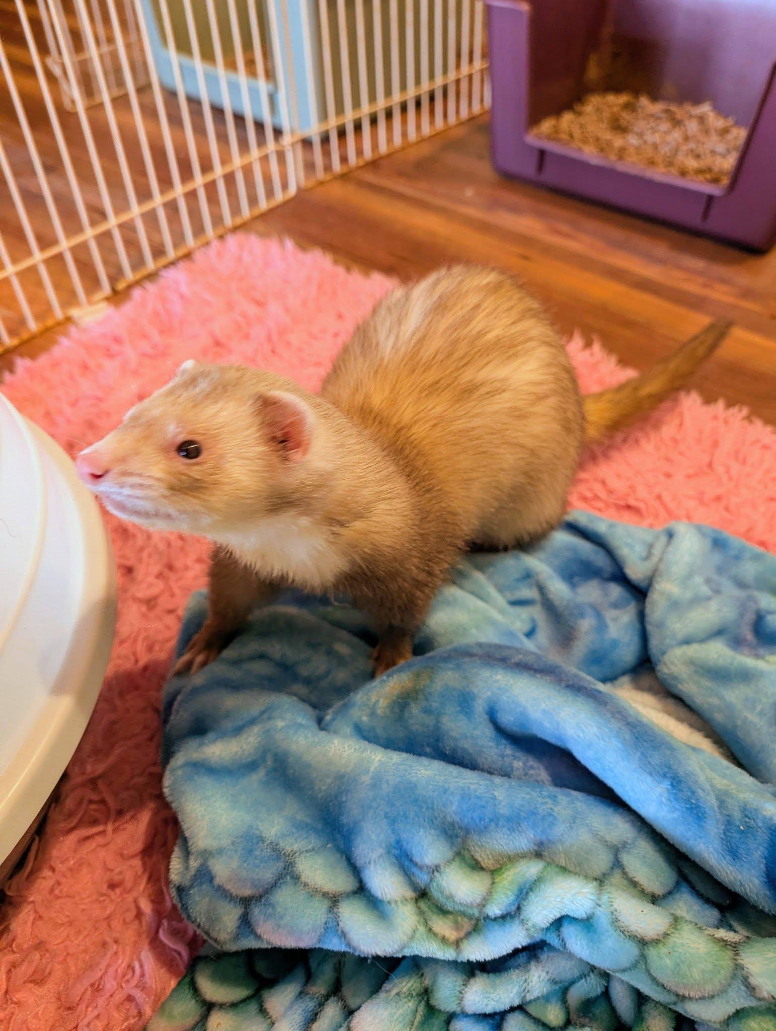 Enlarge Gaia and Ryne, a ADOPTABLE Ferret in Brandy Station, VA image 2/2
