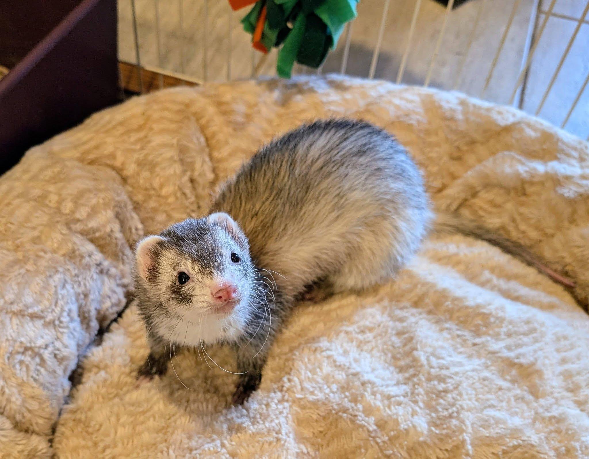 Enlarge Gaia and Ryne, a ADOPTABLE Ferret in Brandy Station, VA image 1/2