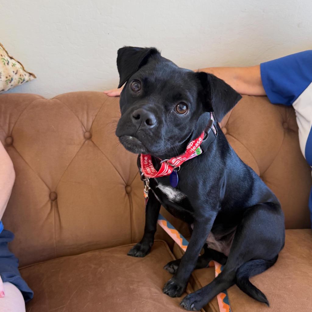 26Rombauer, Adoptable, Adult Female Pug & American Staffordshire Terrier.
