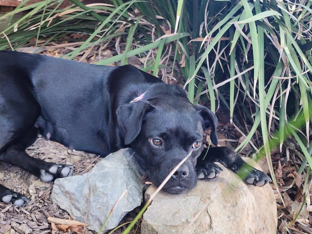 Enlarge 26Rombauer, a Adoptable mixed breed in Shingle Springs, CA image 3/3