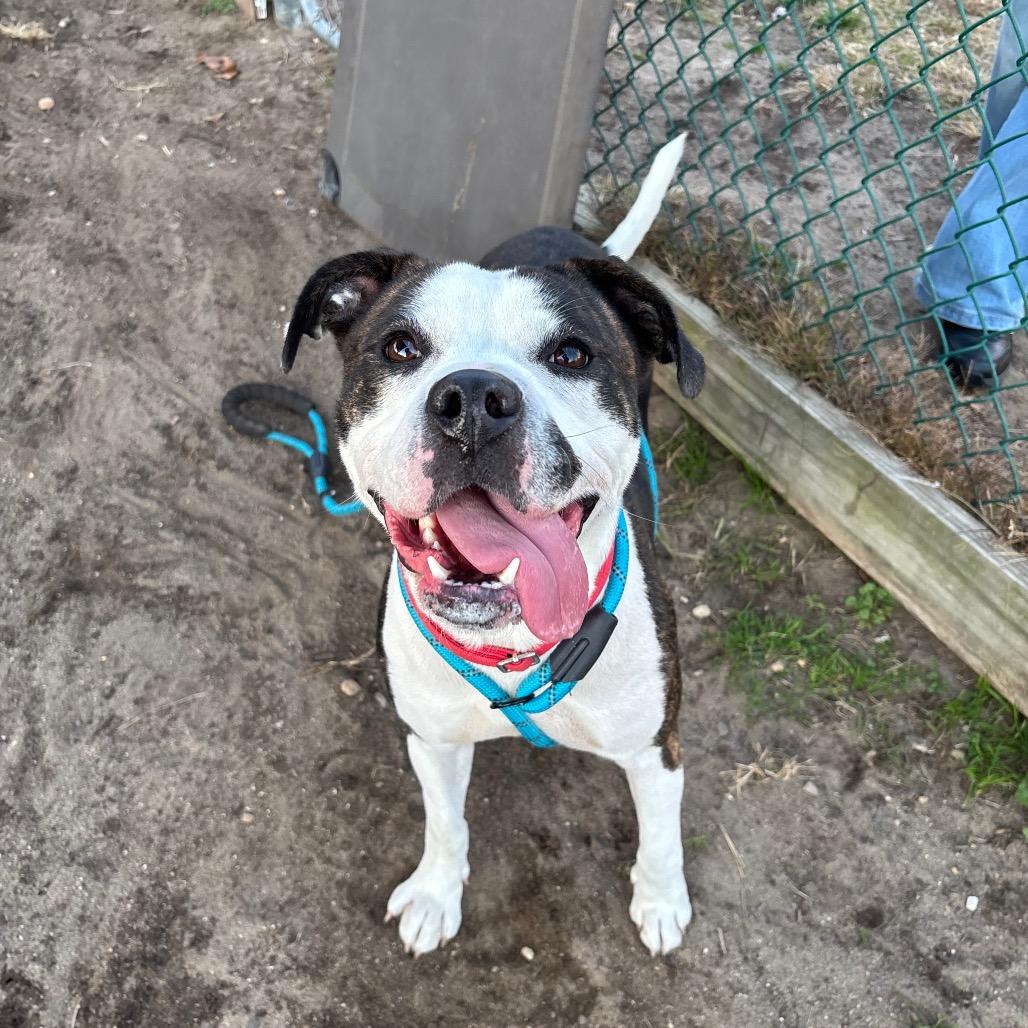 Latifa (In Foster), Adoptable, Adult Female Pit Bull Terrier.