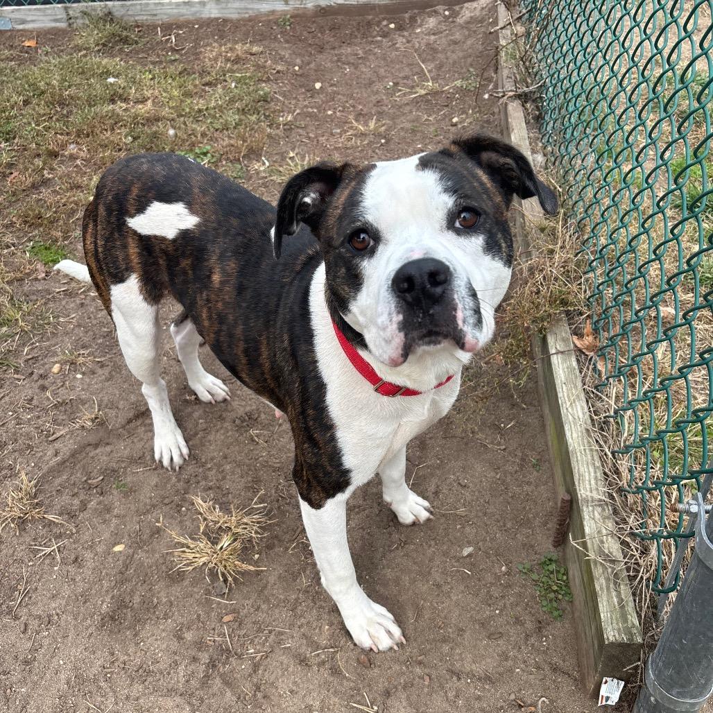 Latifa (In Foster), Adoptable, Adult Female Pit Bull Terrier.