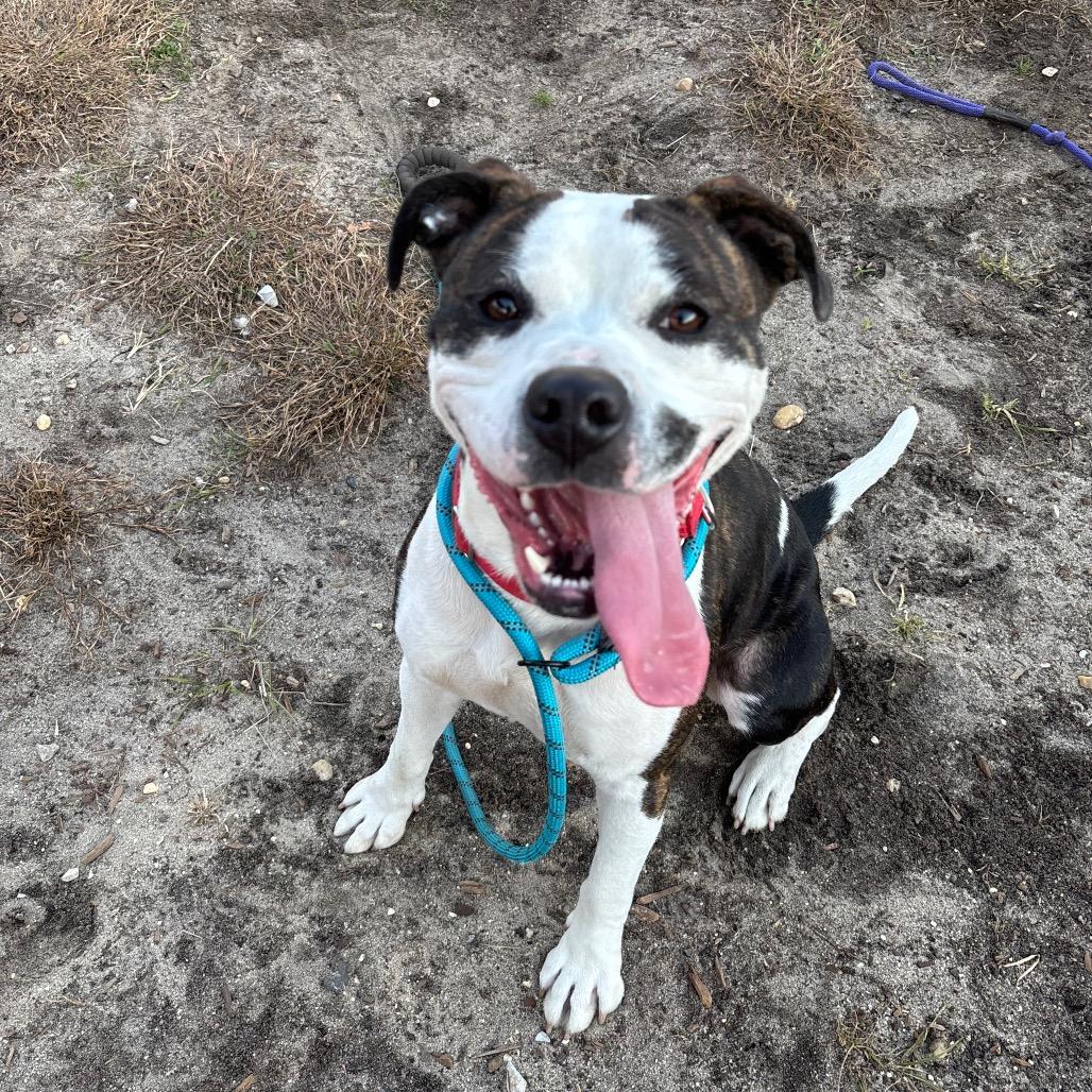 Enlarge Latifa (In Foster), a Adoptable Pit Bull Terrier in Vineland, NJ image 3/4