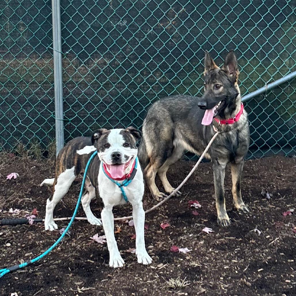 Enlarge Latifa (In Foster), a Adoptable Pit Bull Terrier in Vineland, NJ image 4/4