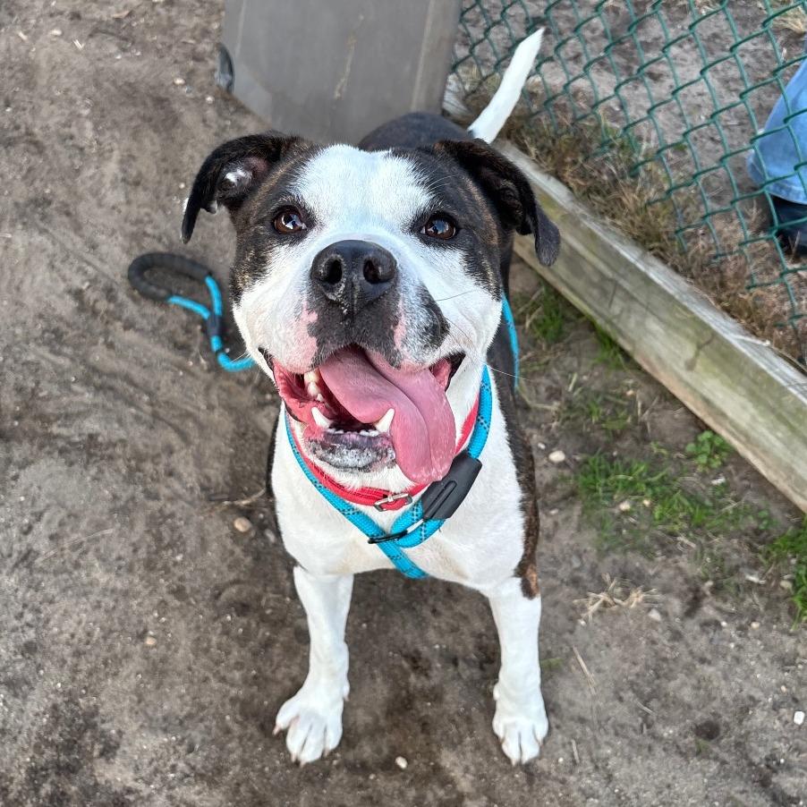 Enlarge Latifa (In Foster), a Adoptable Pit Bull Terrier in Vineland, NJ image 4/4