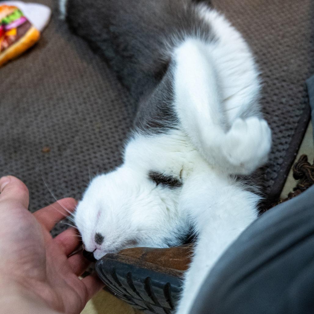Guacamole, Adoptable, Adult Female Domestic Short Hair.