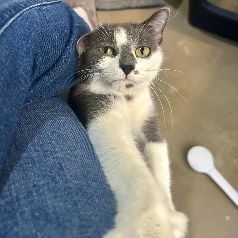 Enlarge Guacamole, a Adoptable Domestic Short Hair in Baltimore, MD image 2/6