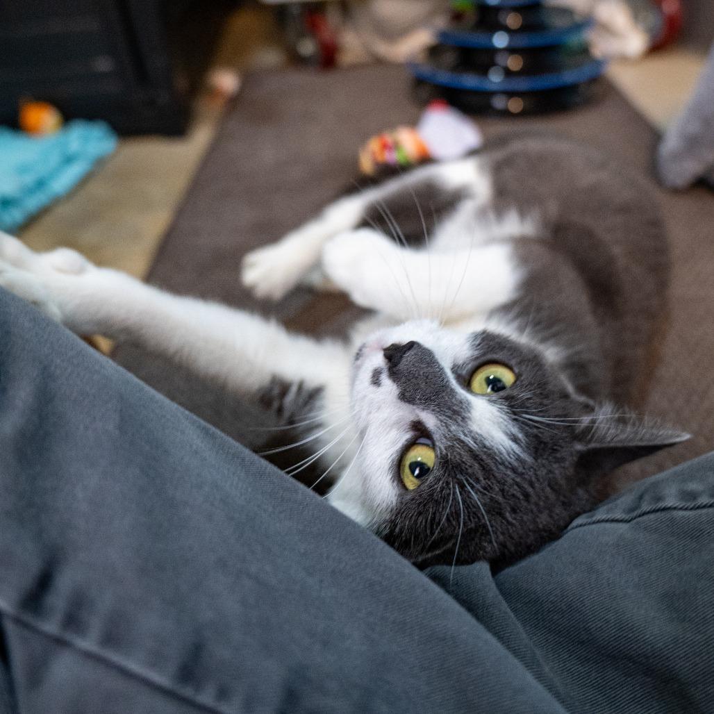 Enlarge Guacamole, a Adoptable Domestic Short Hair in Baltimore, MD image 3/6