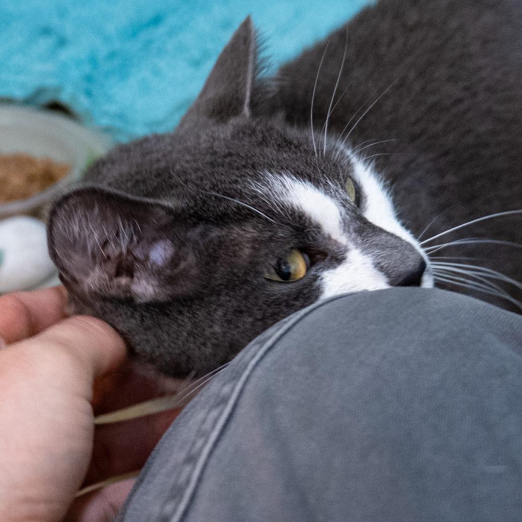 Enlarge Guacamole, a Adoptable Domestic Short Hair in Baltimore, MD image 5/6