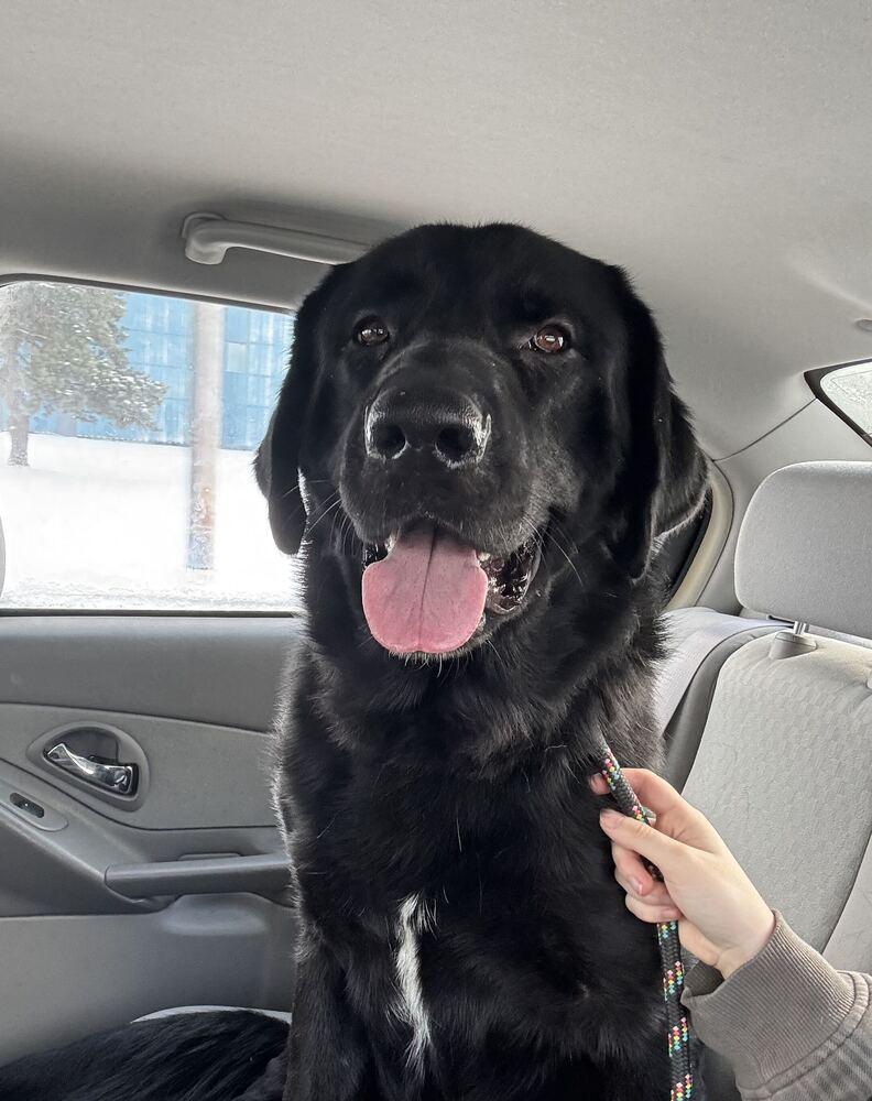 Enlarge Zeus, a Adopted mixed breed in Muskegon, MI image 1/1