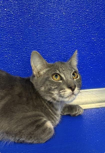Enlarge Maverick, a Adoptable mixed breed in Picayune, MS image 1/2