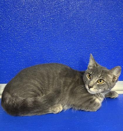 Enlarge Maverick, a Adoptable mixed breed in Picayune, MS image 2/2