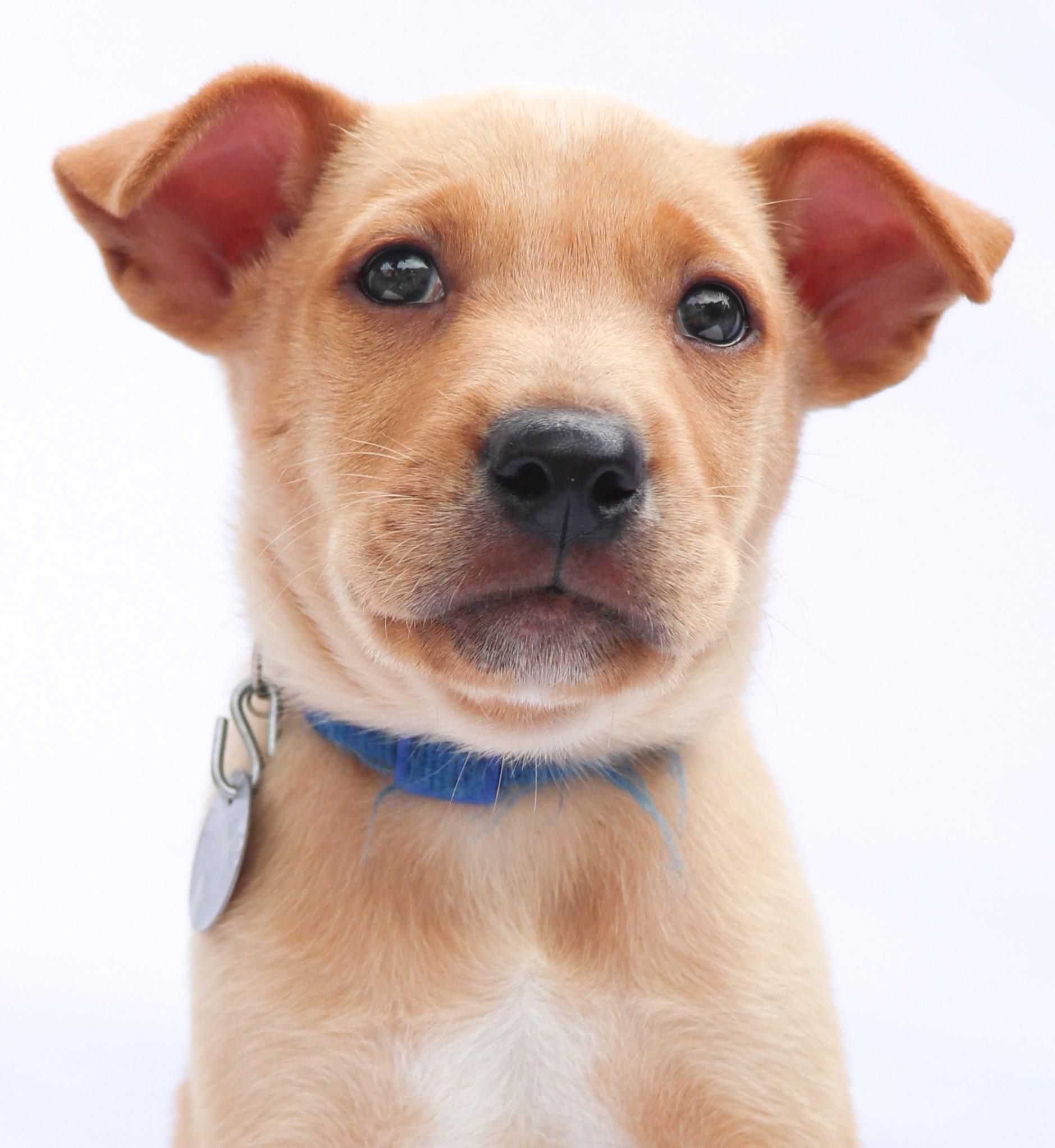 Enlarge Gypsy Joe, a Adopted mixed breed in Saint Paul, MN image 3/5