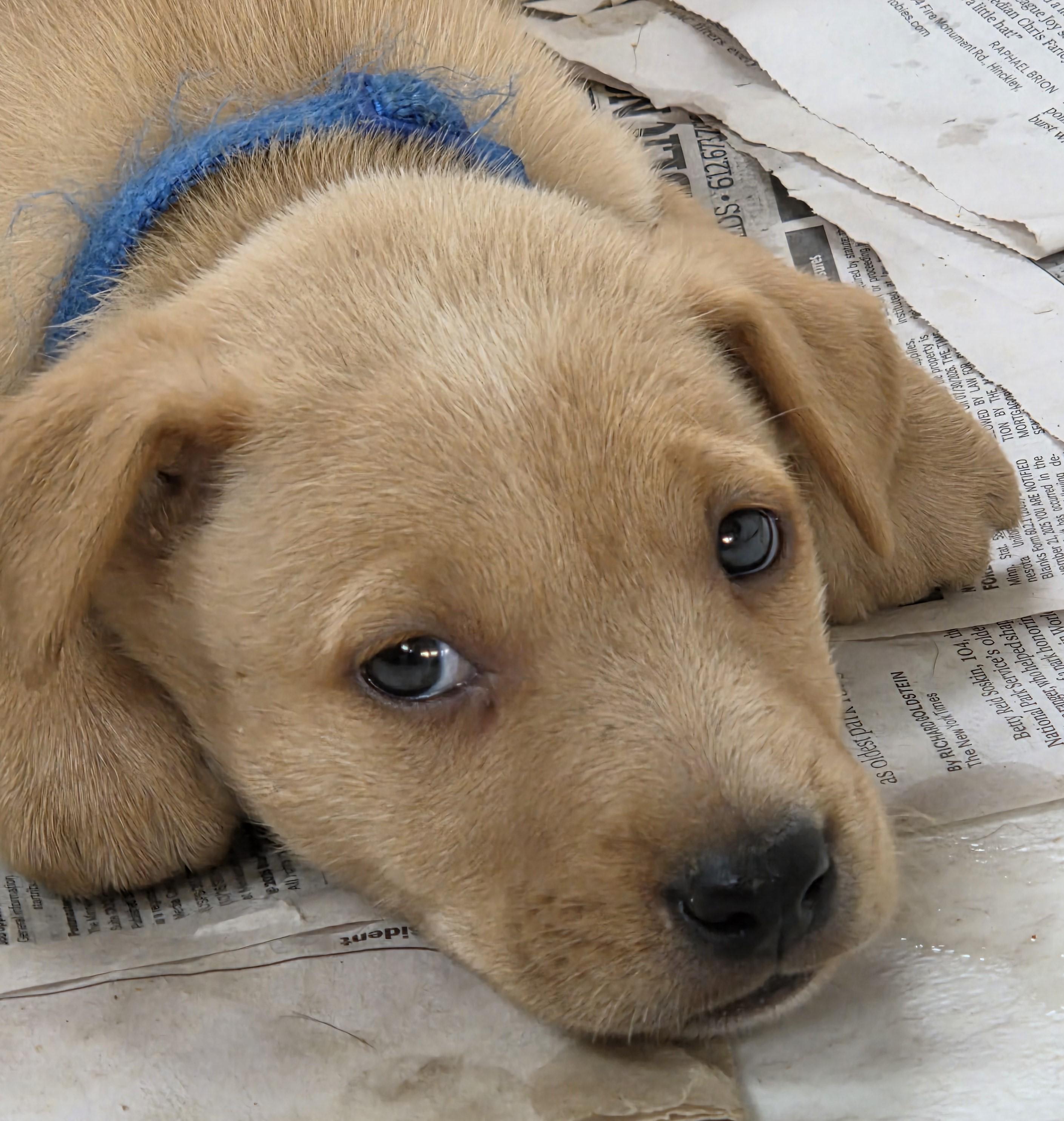 Gypsy Joe, Adopted, Puppy Male Australian Shepherd & Husky.
