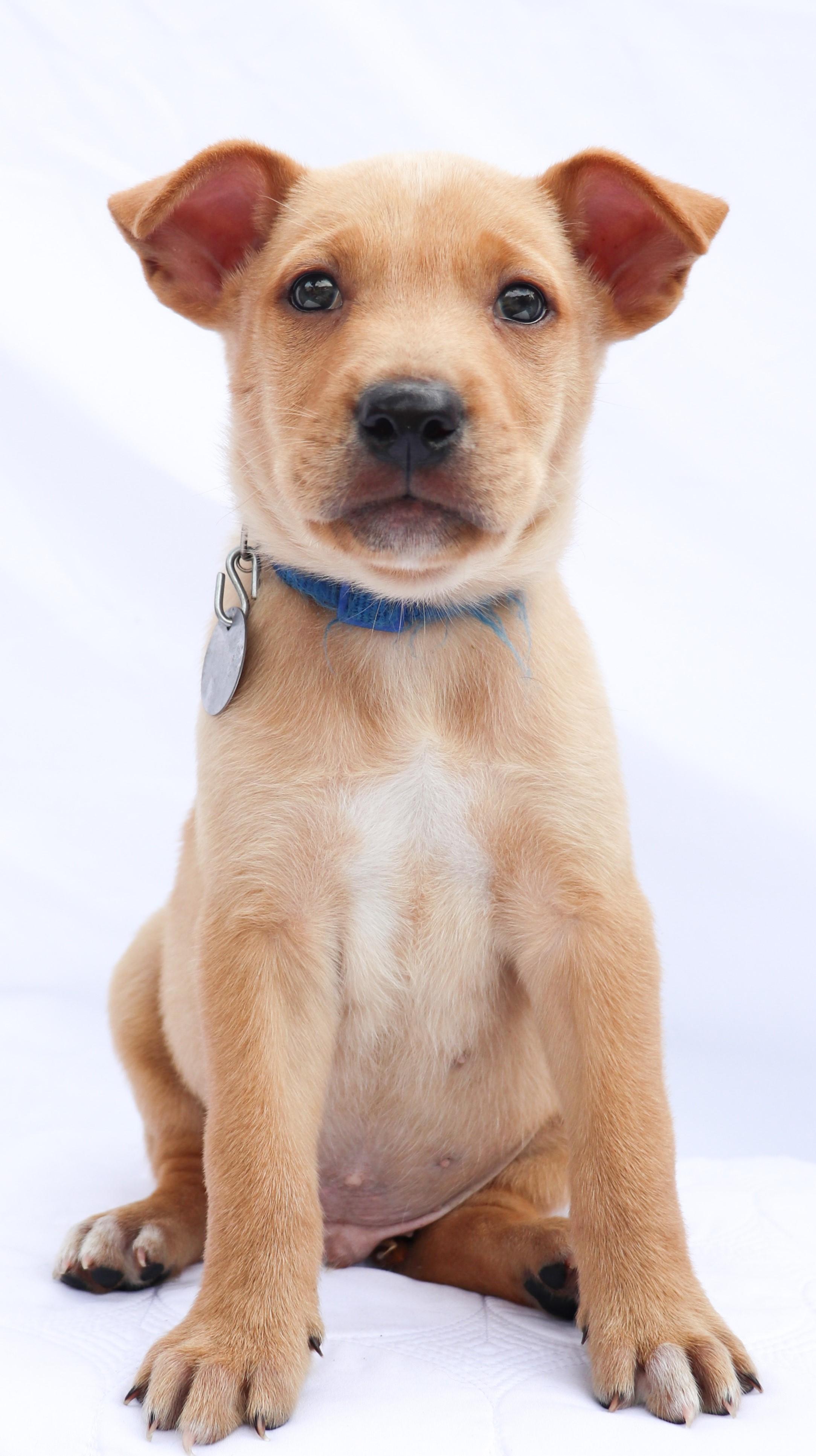Enlarge Gypsy Joe, a Adopted mixed breed in Saint Paul, MN image 2/5