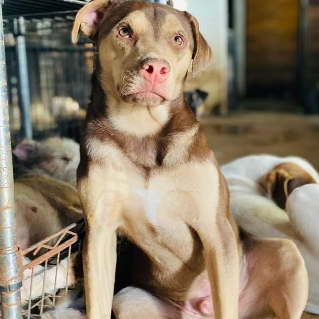 Rugby, Adoptable, Young Male Terrier & Labrador Retriever.