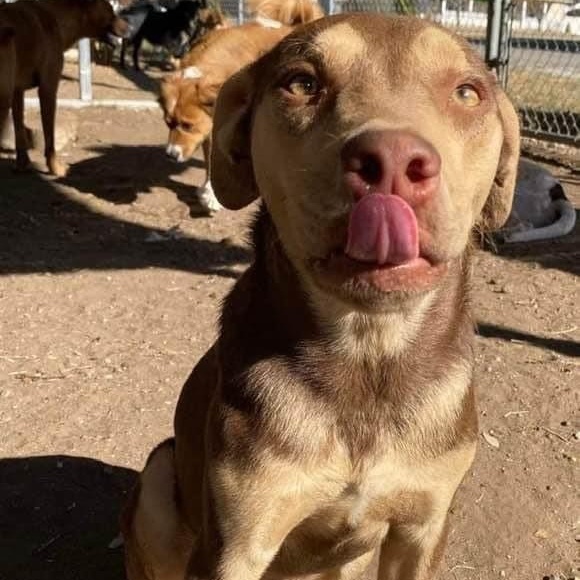 Enlarge Rugby, a Adoptable mixed breed in Brattleboro, VT image 8/11