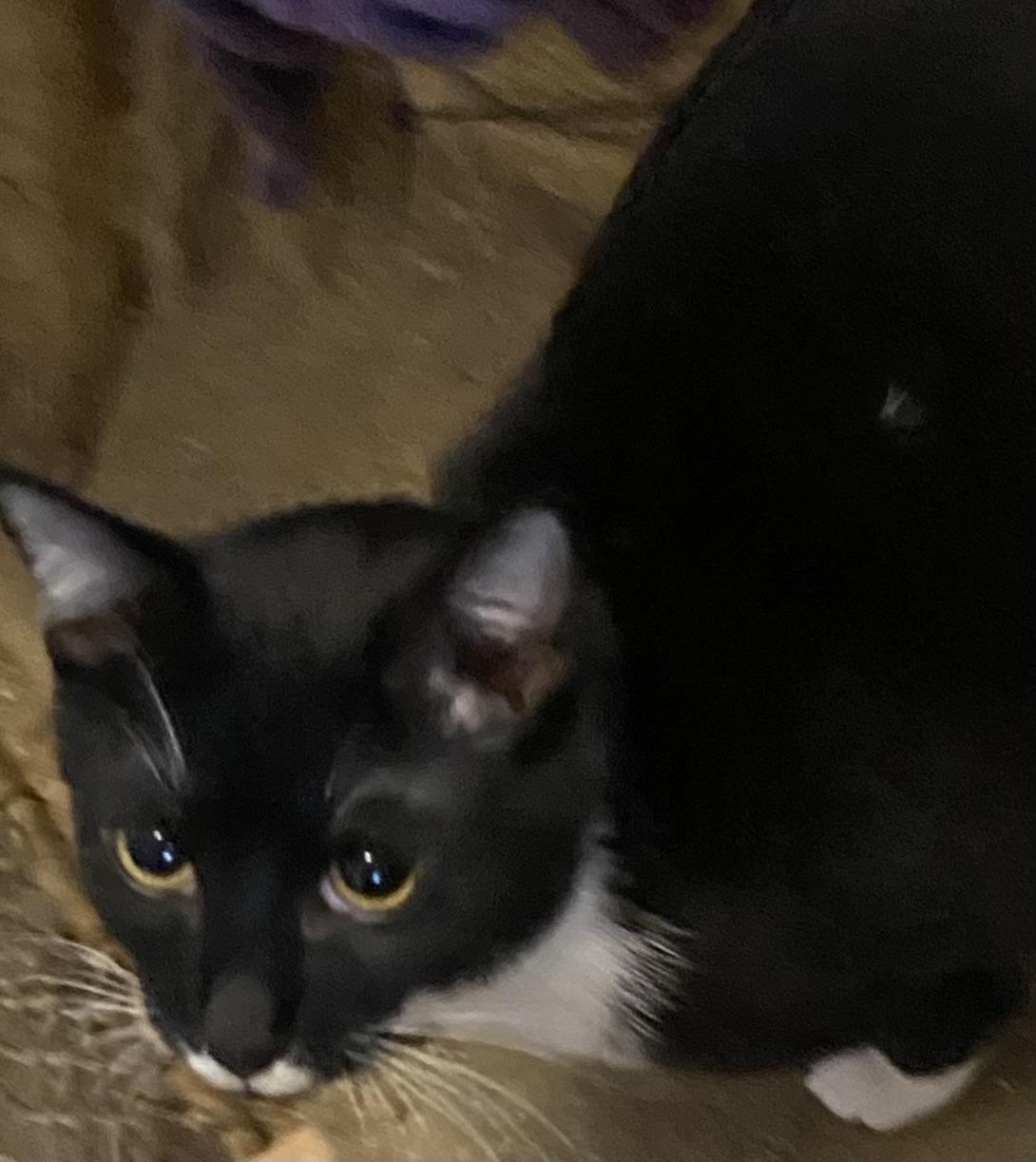 Enlarge Colton, an adopted Tuxedo in Stanwood, WA image 2/4