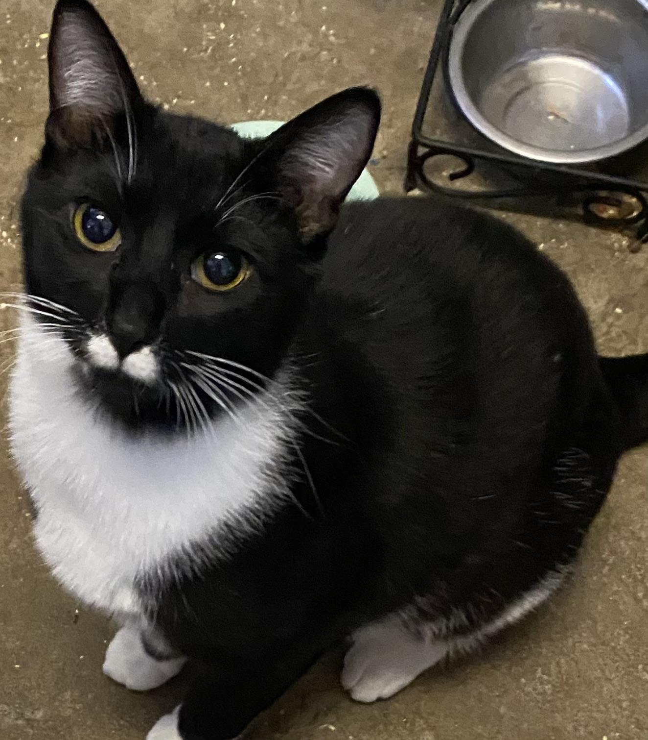 Enlarge Colton, an adopted Tuxedo in Stanwood, WA image 3/4