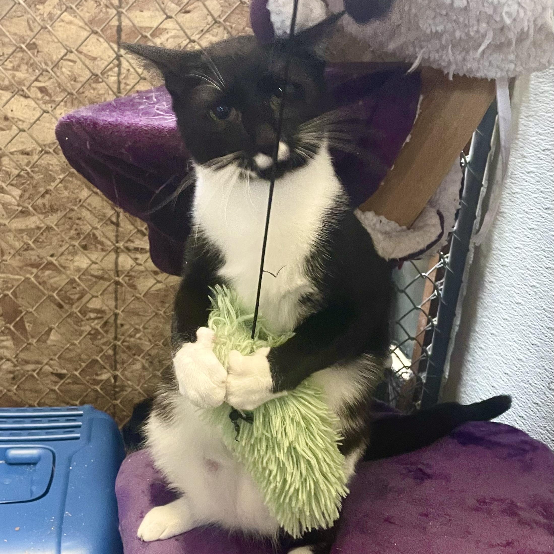 Enlarge Colton, an adopted Tuxedo in Stanwood, WA image 4/4