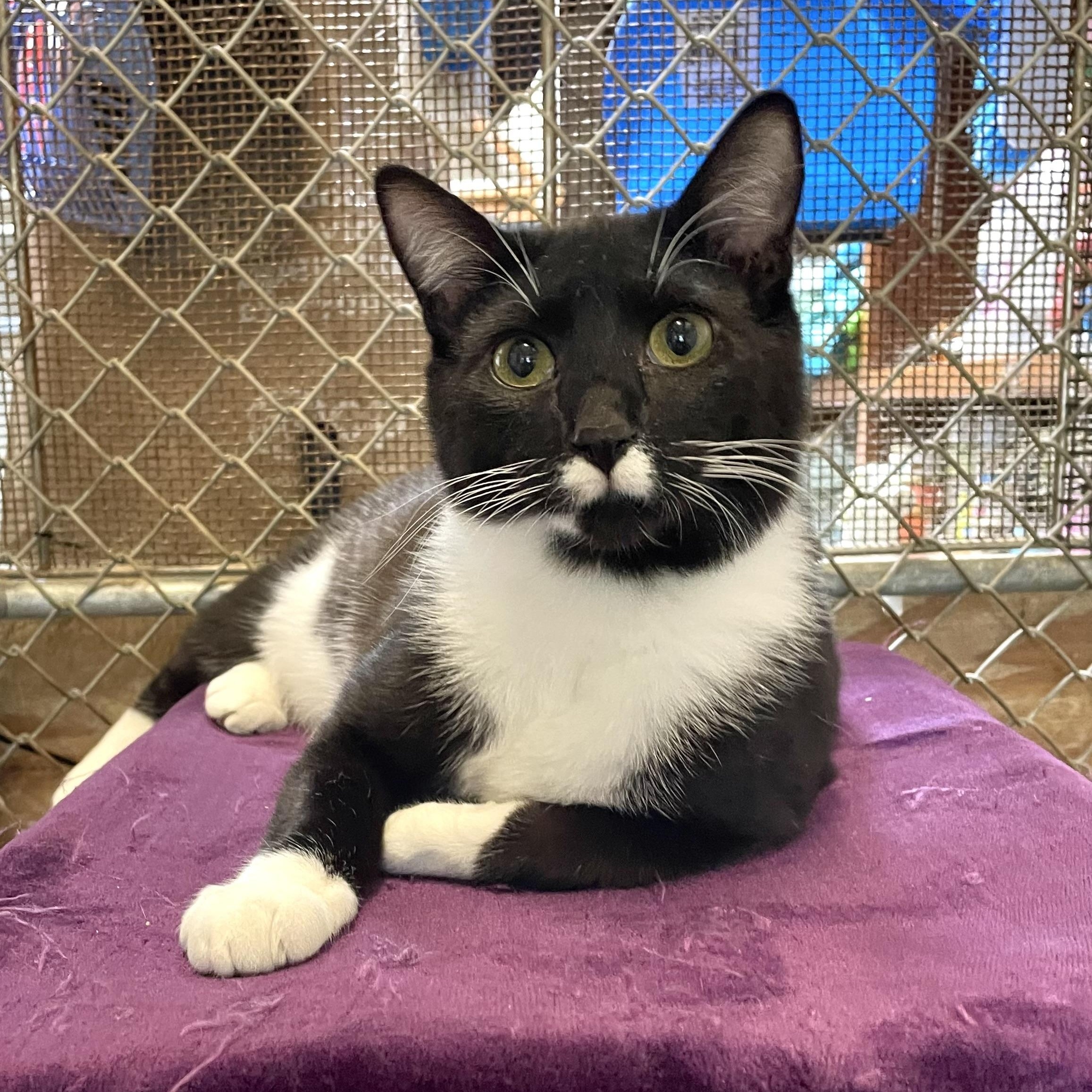 Colton, adopted, Young Male Tuxedo.