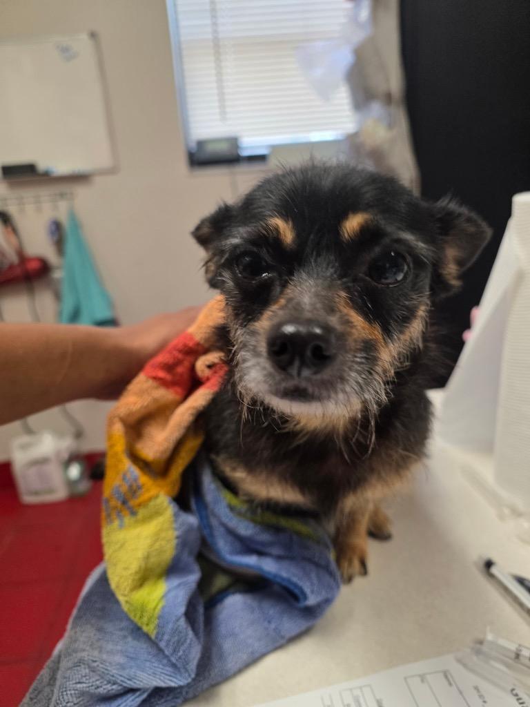 Sachi, Adopted, Adult Female Terrier.