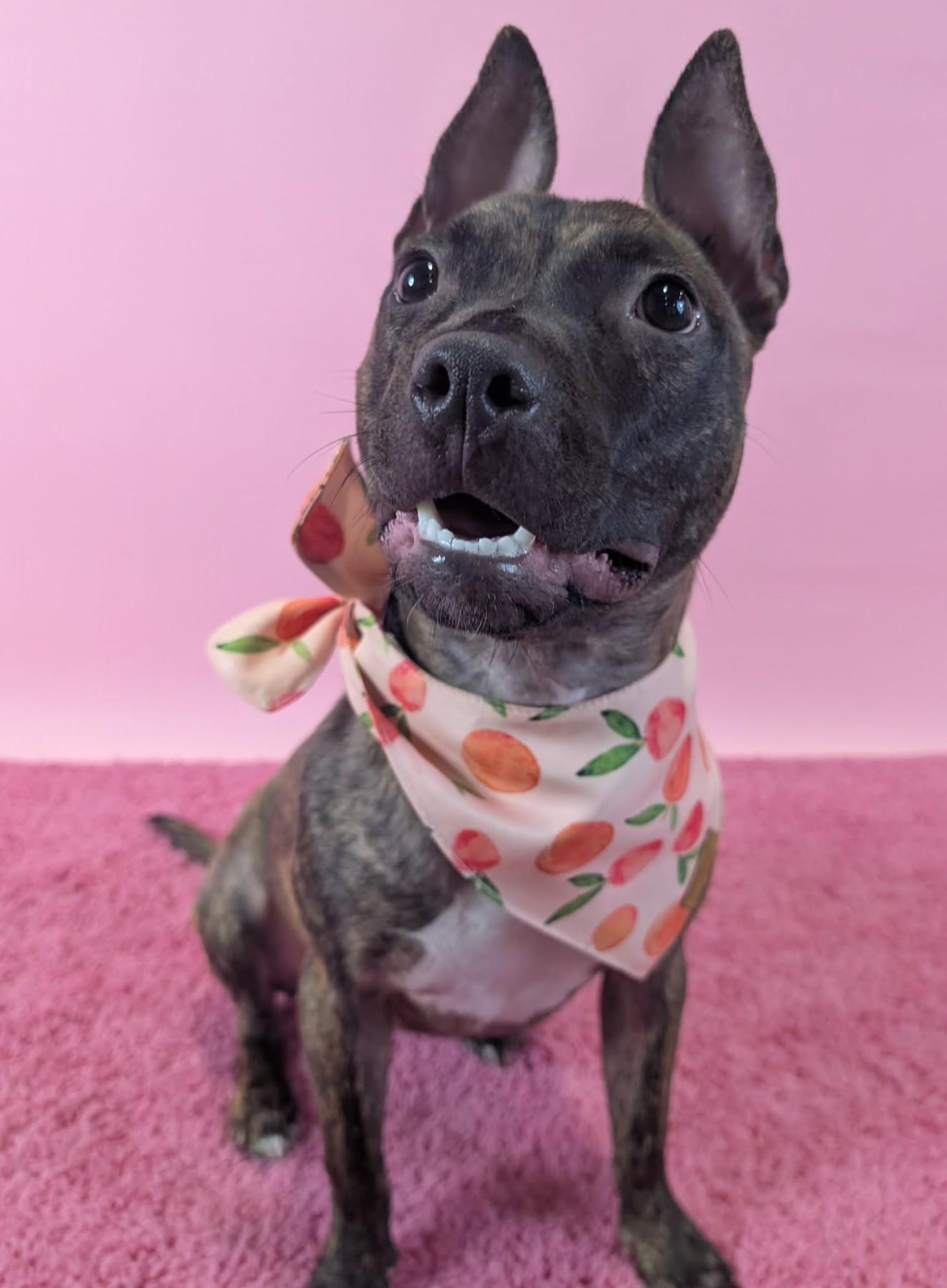 Parsley, an adopted Pit Bull Terrier in Columbus, OH image 4/6