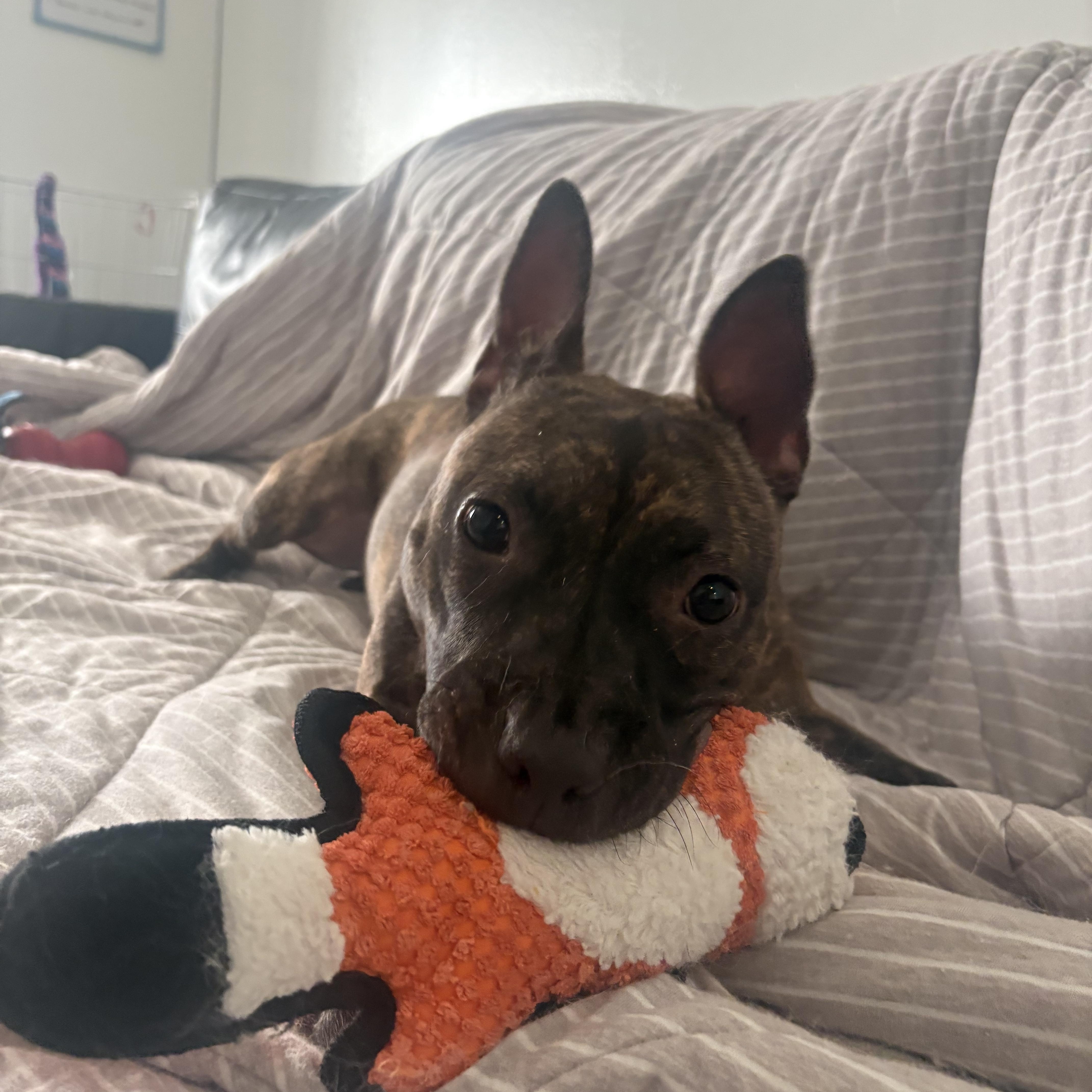 Parsley, an adopted Pit Bull Terrier in Columbus, OH image 6/6