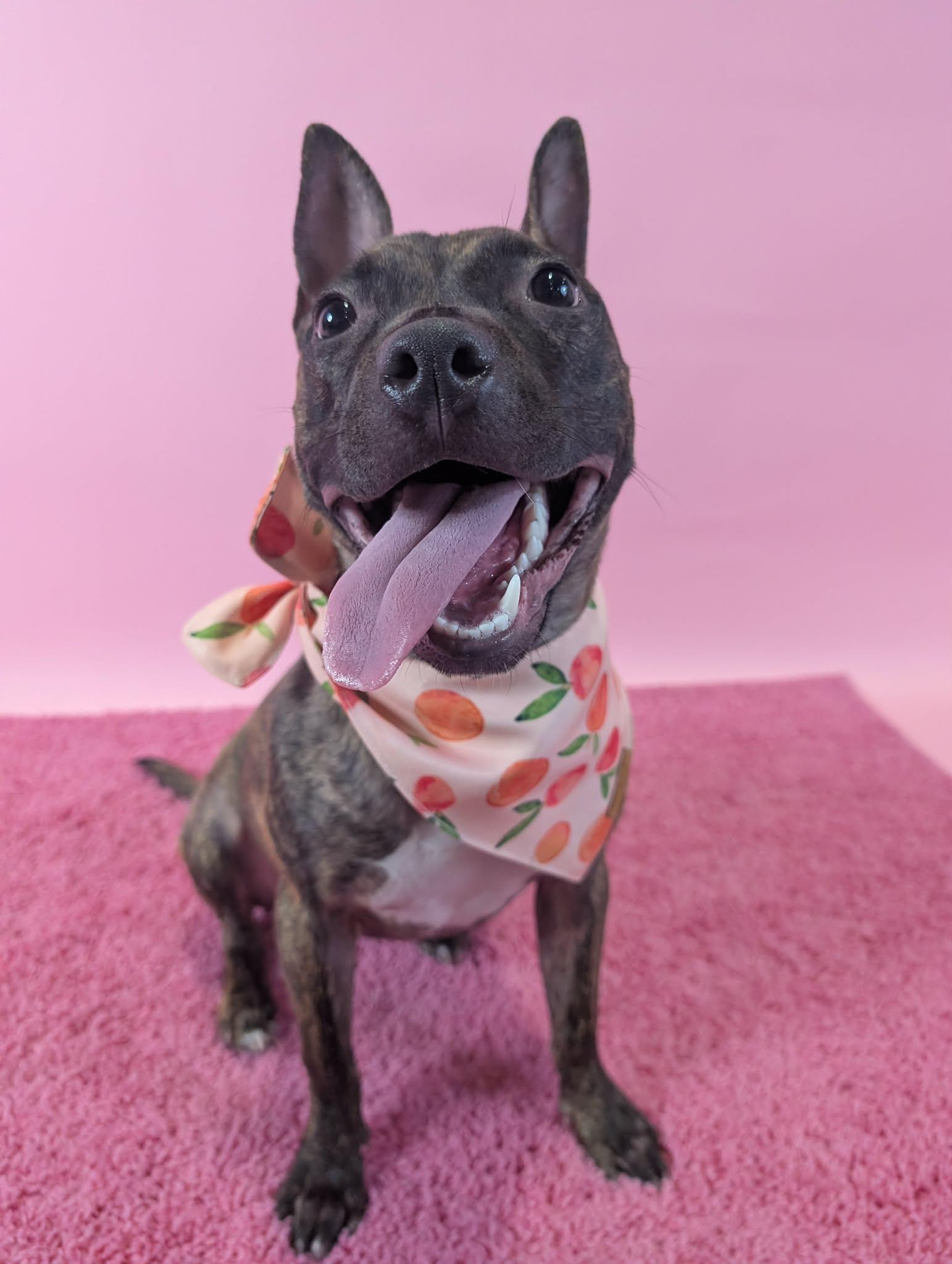 Parsley, adopted, Young Female Pit Bull Terrier.