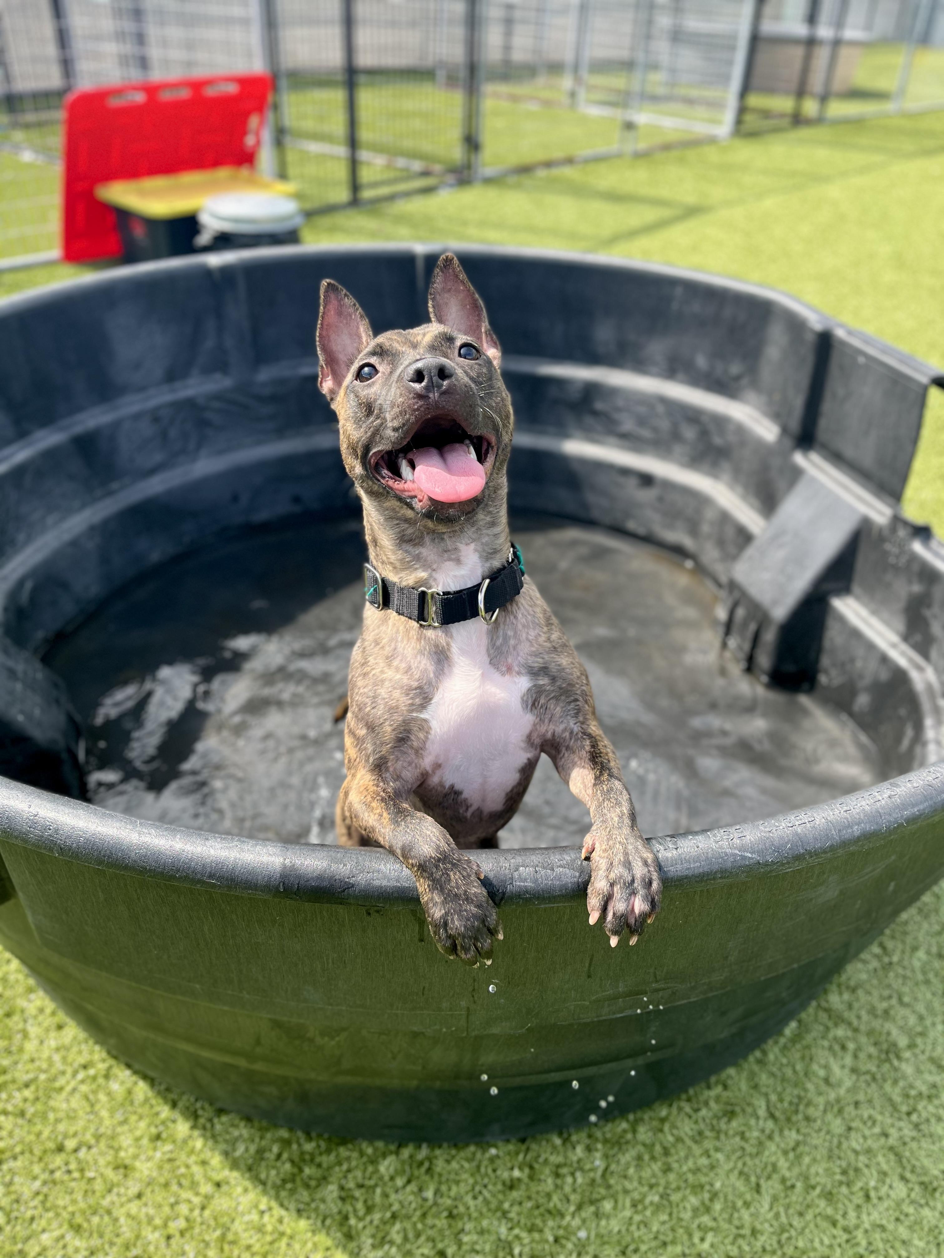 Parsley, an adopted Pit Bull Terrier in Columbus, OH image 2/6