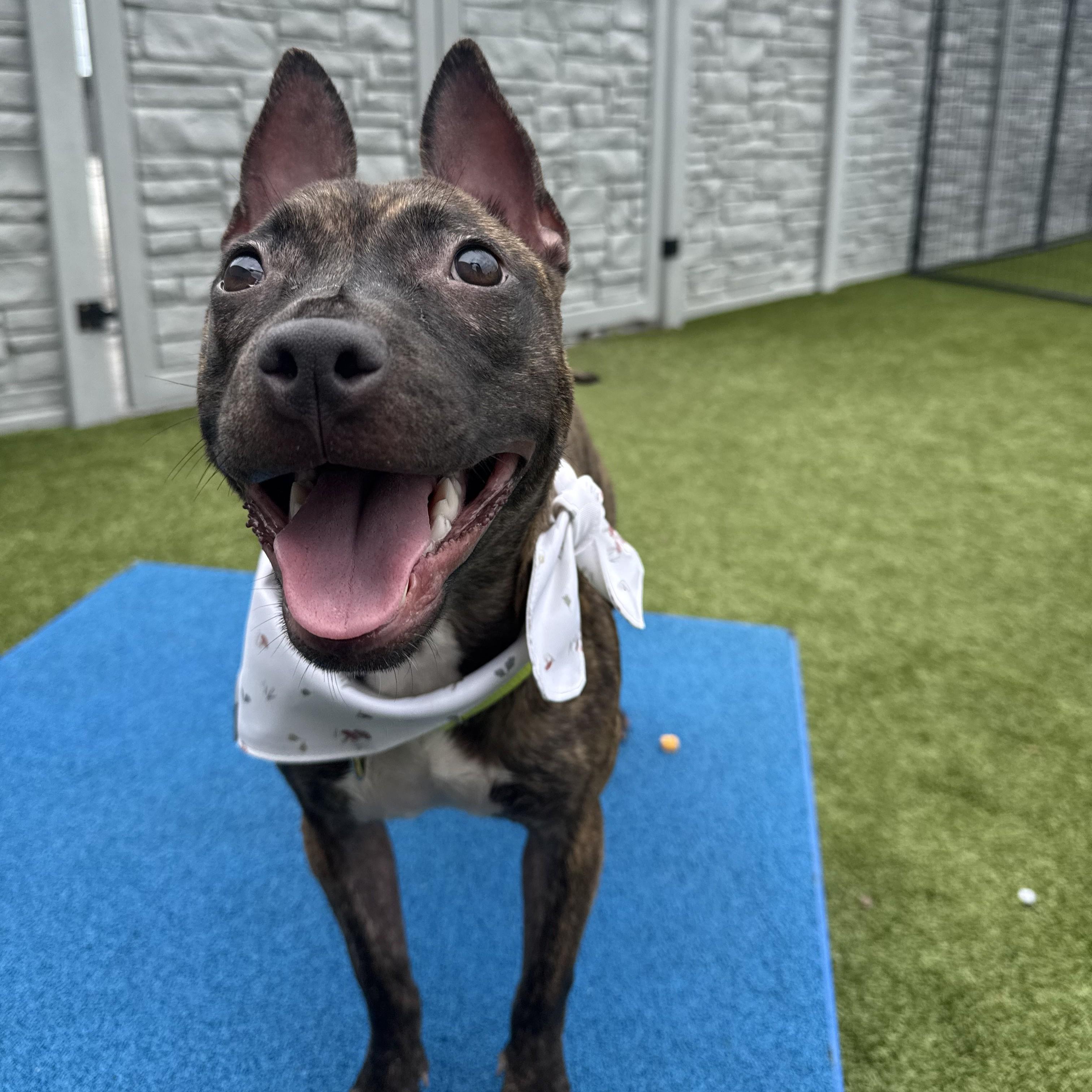 Parsley, an adopted Pit Bull Terrier in Columbus, OH image 3/6