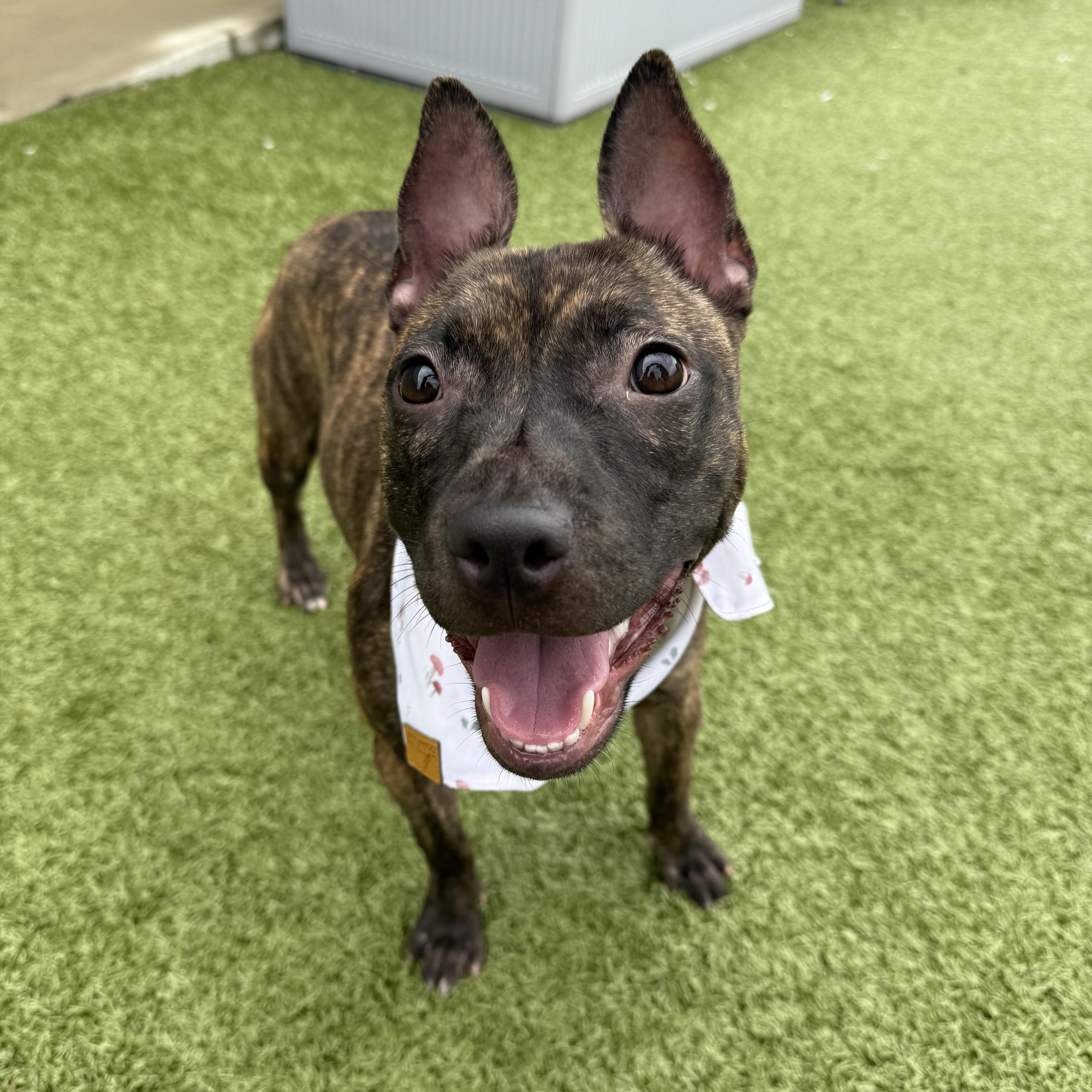 Parsley, an adopted Pit Bull Terrier in Columbus, OH image 5/6