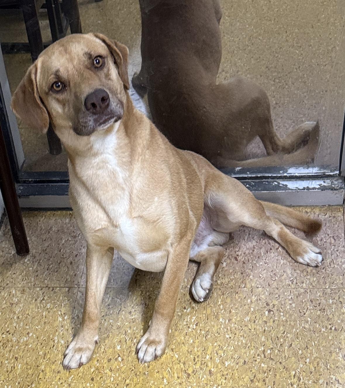Ammo, Young Male Yellow Labrador Retriever