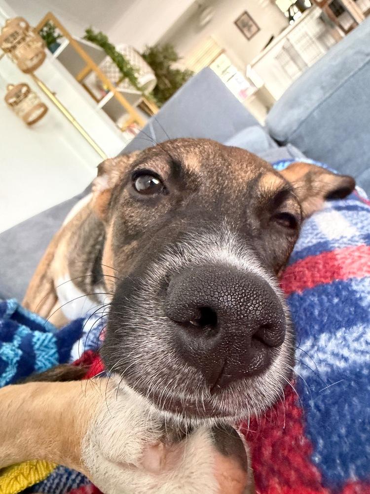 Amora, Adoptable, Puppy Female Retriever.