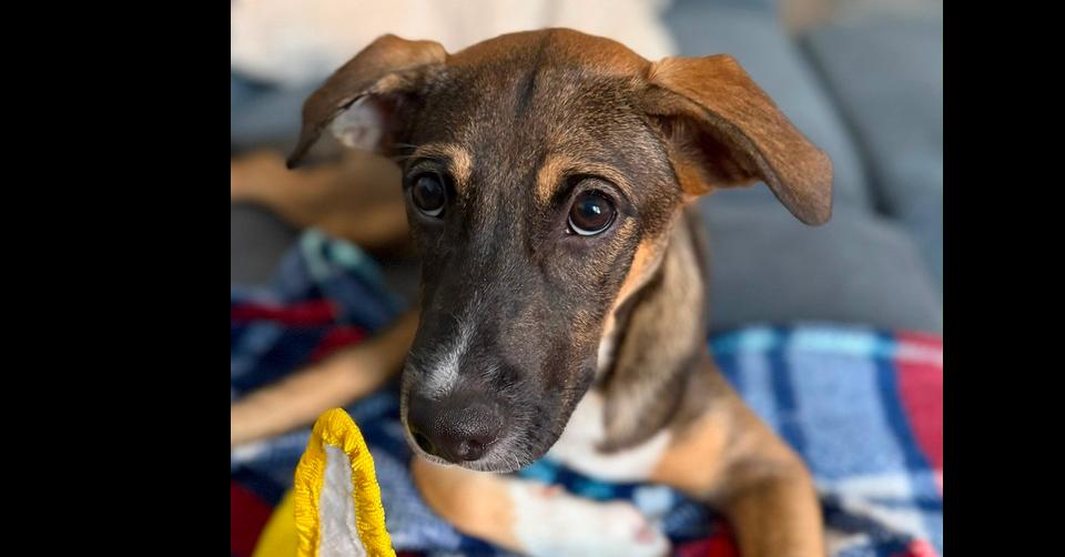 Amora, a Adoptable mixed breed in Valley Stream, NY image 2/6