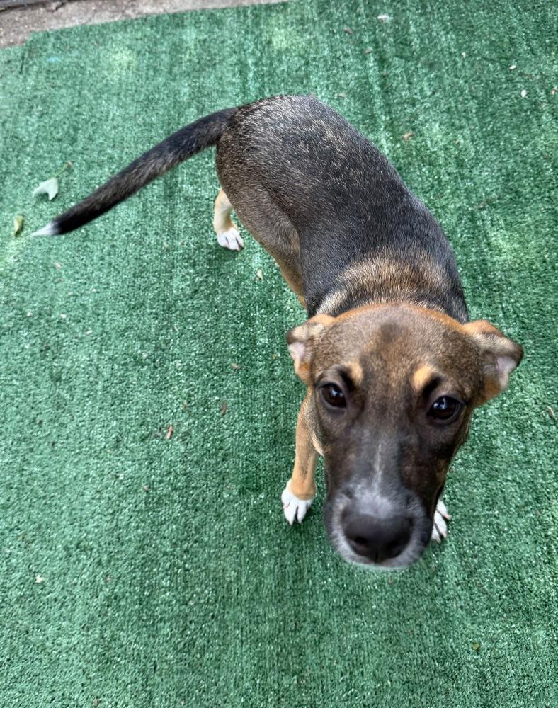 Amora, a Adoptable mixed breed in Valley Stream, NY image 3/6