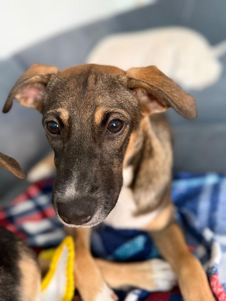 Amora, a Adoptable mixed breed in Valley Stream, NY image 4/6