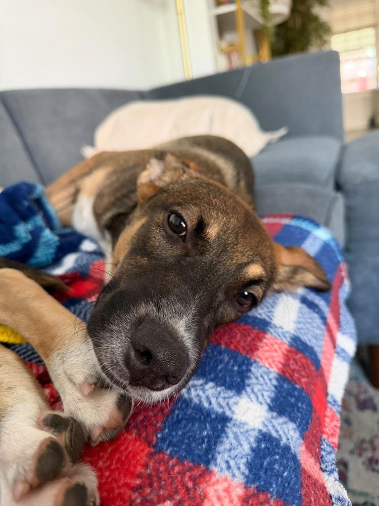 Amora, a Adoptable mixed breed in Valley Stream, NY image 5/6