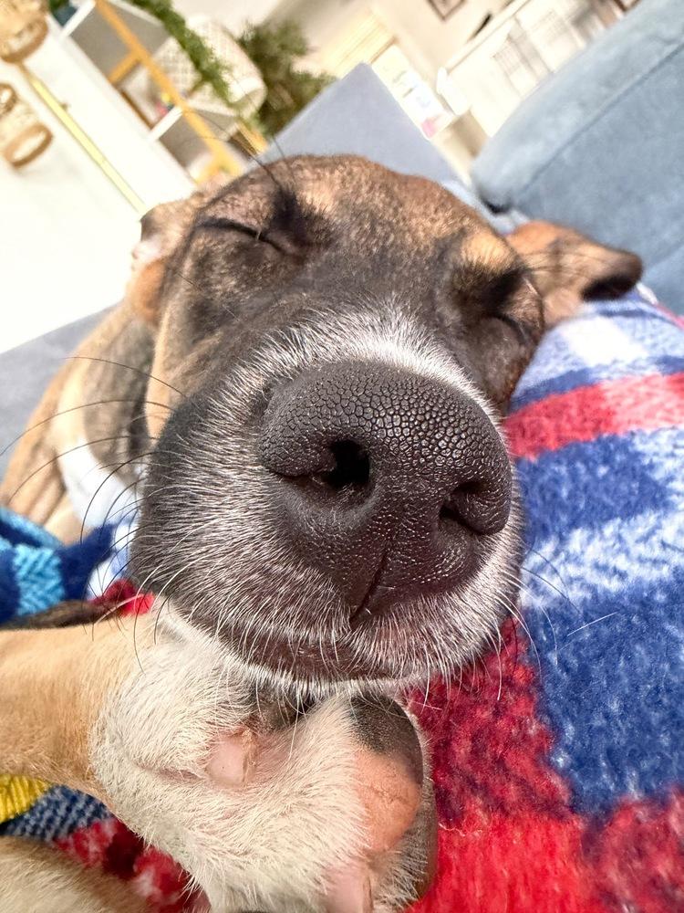 Amora, a Adoptable mixed breed in Valley Stream, NY image 6/6