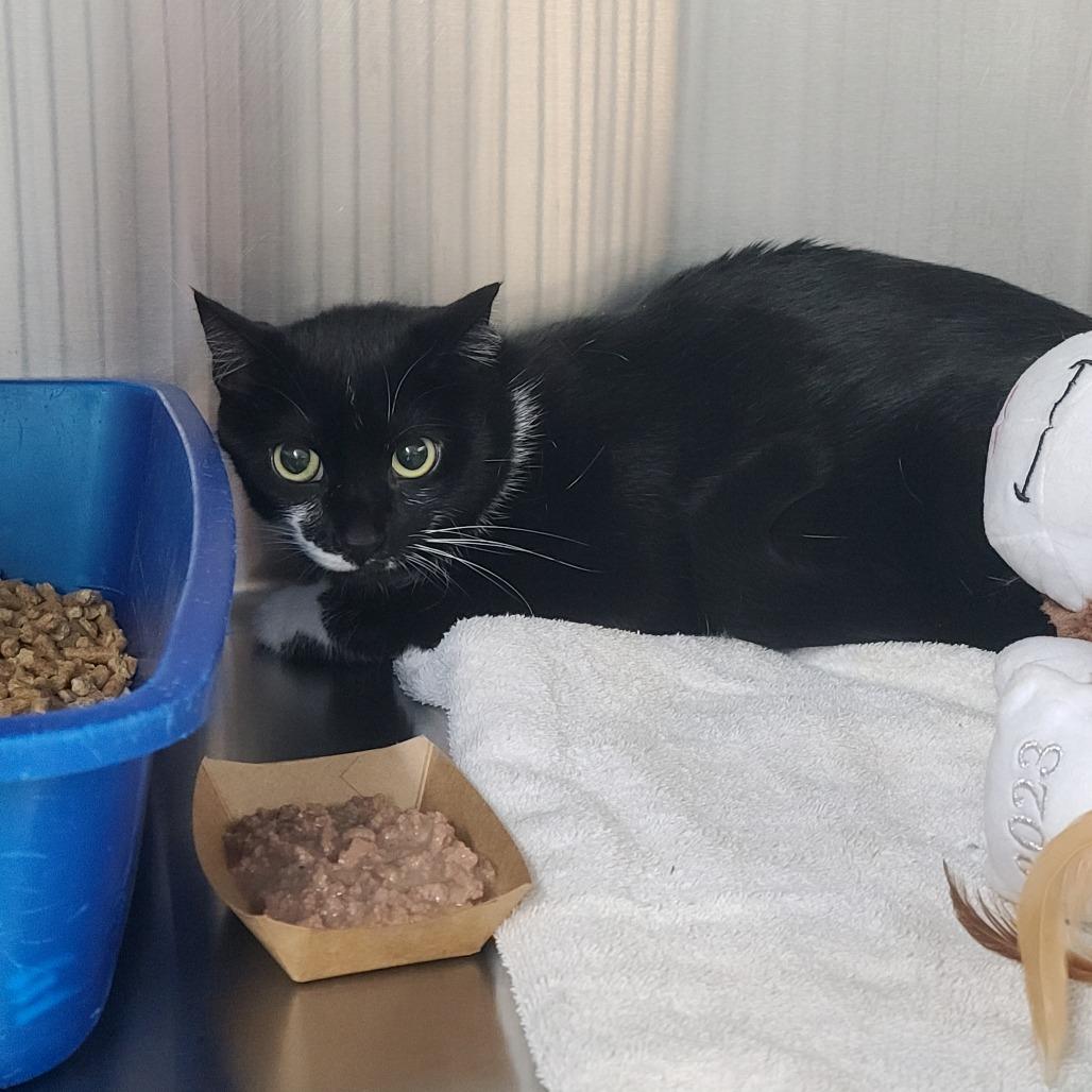 Star, Adoptable, Adult Male Domestic Short Hair.