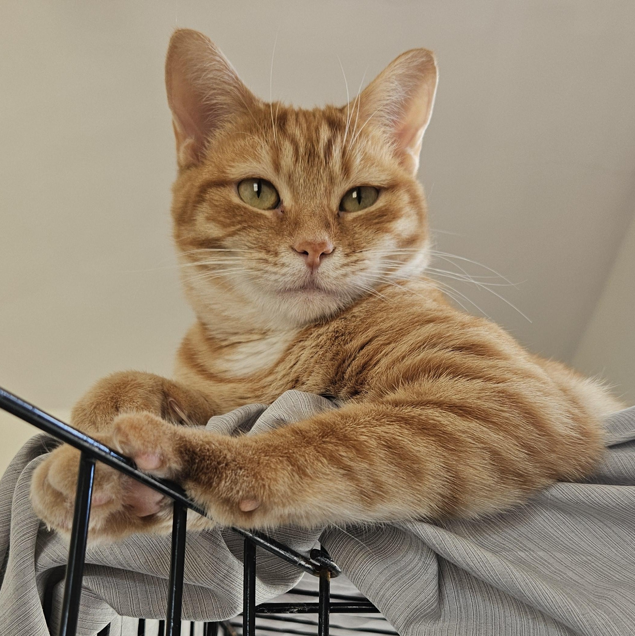 Enlarge Sunshine, a Adoptable Domestic Short Hair in Wilmington, NC image 3/5