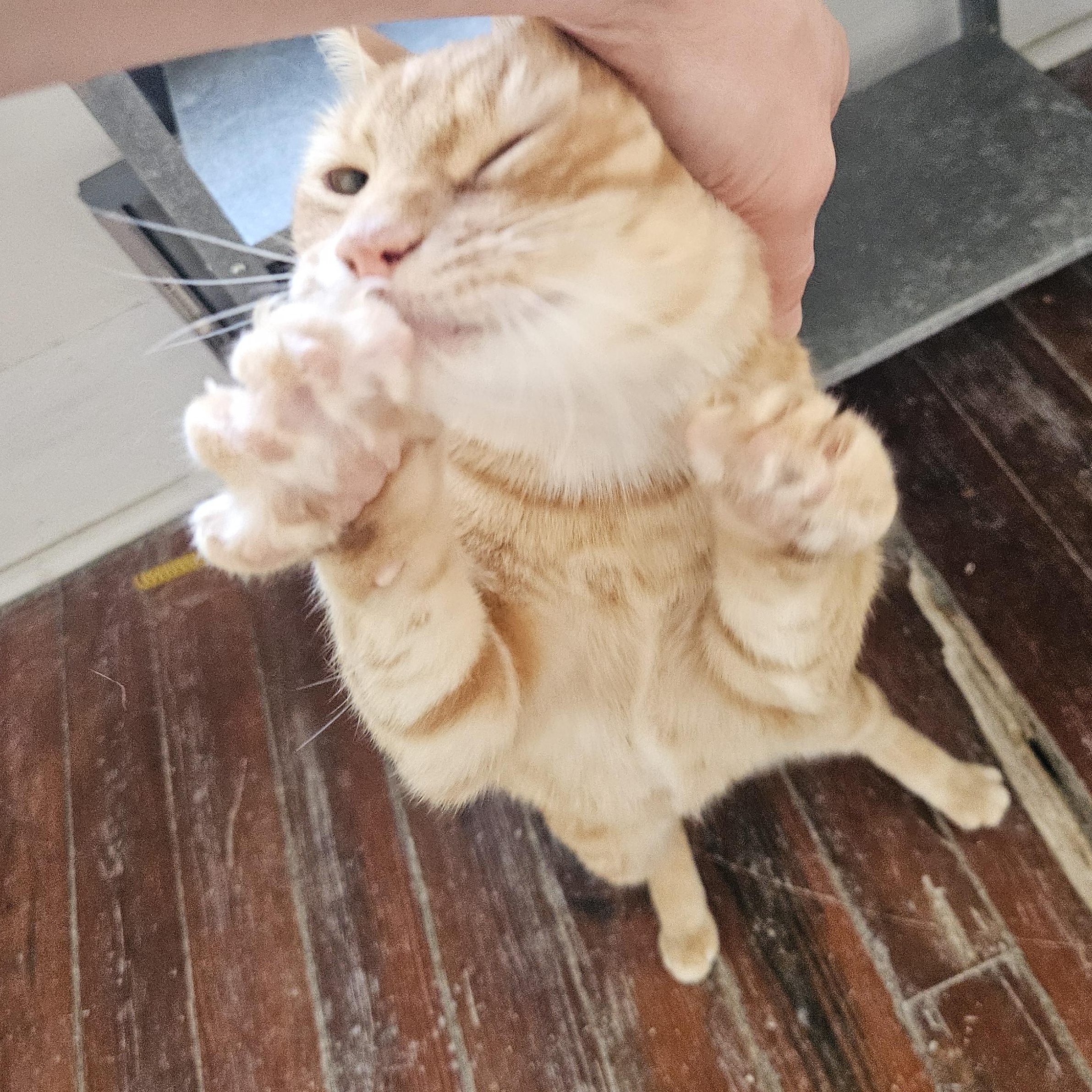 Enlarge Sunshine, a Adoptable Domestic Short Hair in Wilmington, NC image 2/5