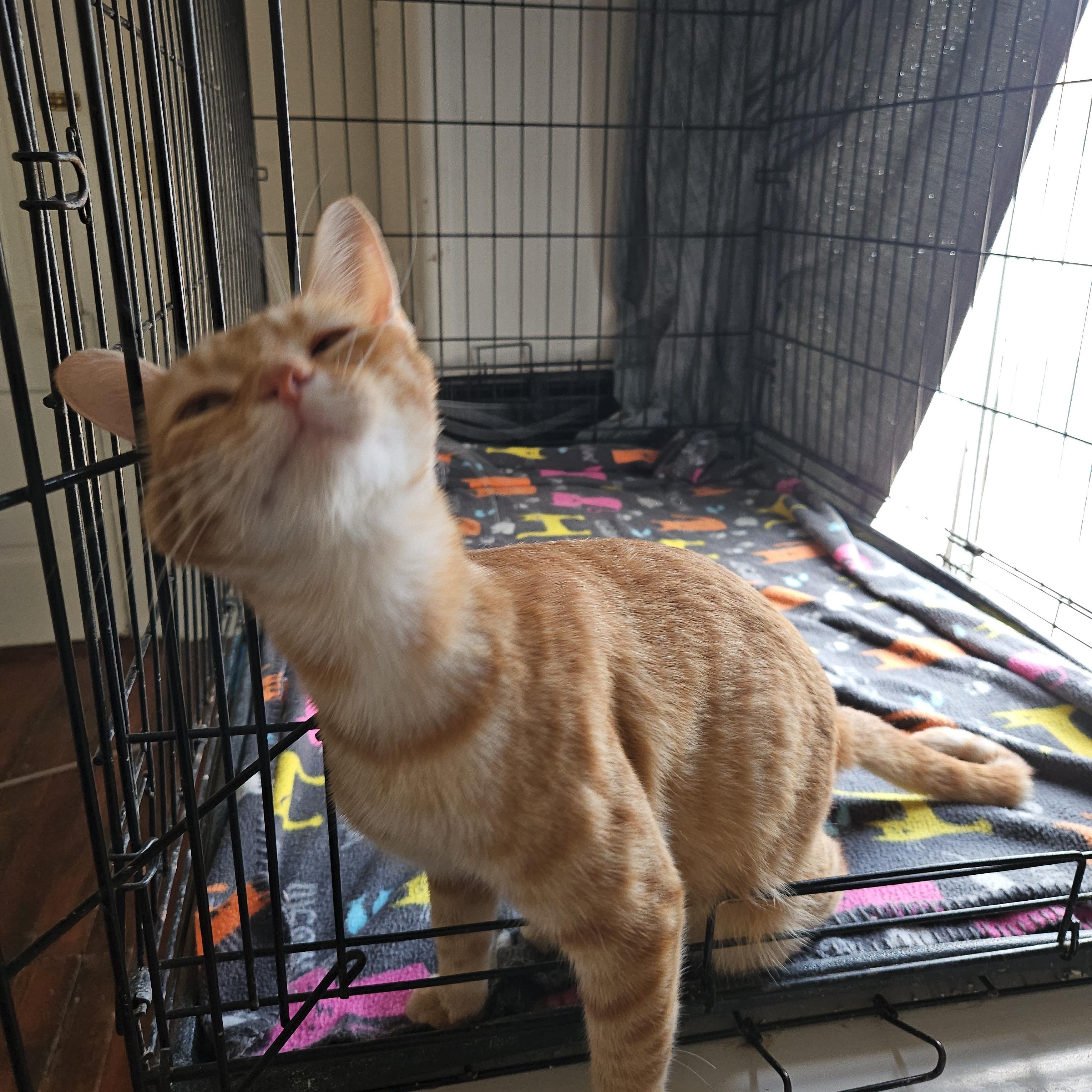 Enlarge Sunshine, a Adoptable Domestic Short Hair in Wilmington, NC image 4/5