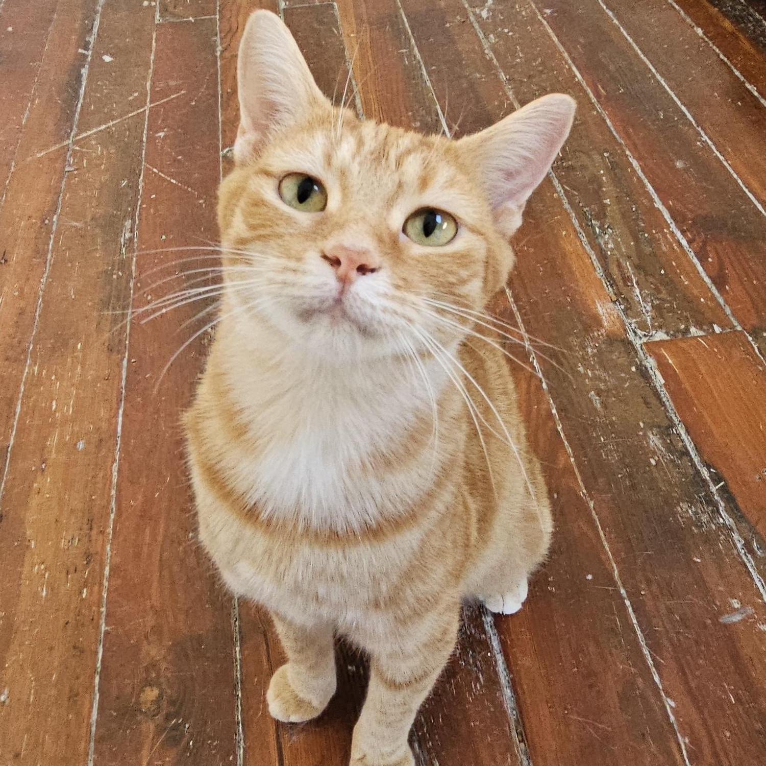 Sunshine, Adoptable, Adult Female Domestic Short Hair.